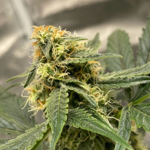 DALE DENTON growlog timeline photo