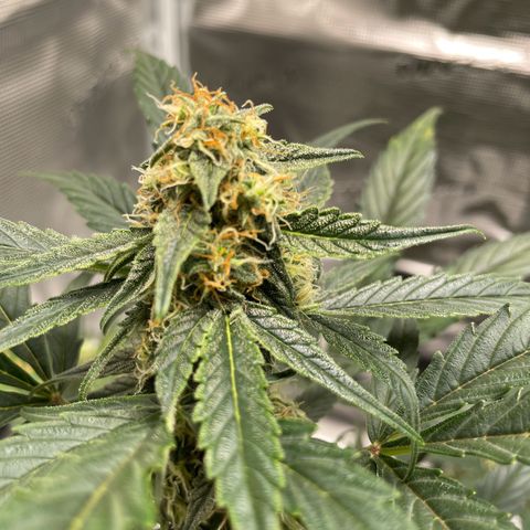 DALE DENTON growlog timeline photo