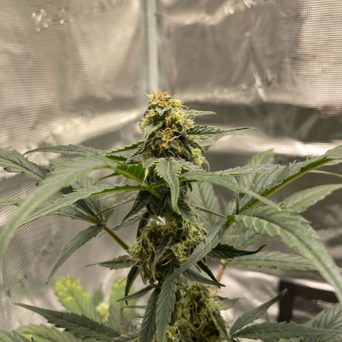 DALE DENTON growlog timeline photo