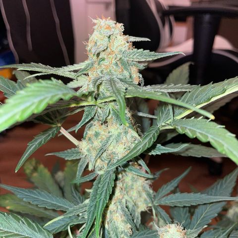 DALE DENTON growlog timeline photo