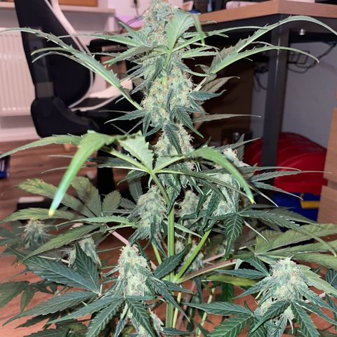 DALE DENTON growlog timeline photo