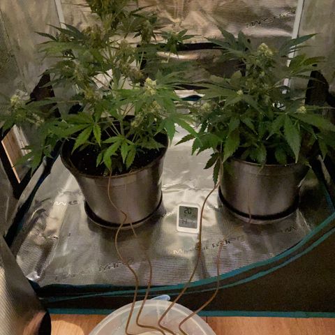DALE DENTON growlog timeline photo