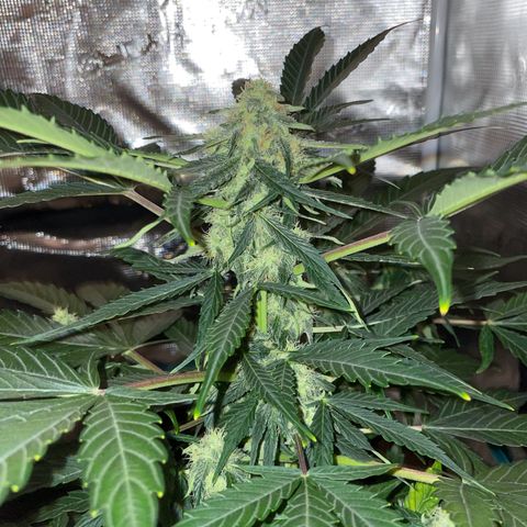 SAUL SILVER growlog timeline photo