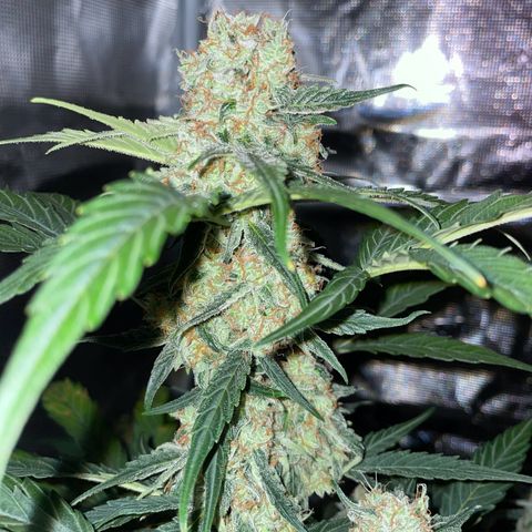 DALE DENTON growlog timeline photo