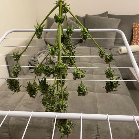 DALE DENTON growlog timeline photo