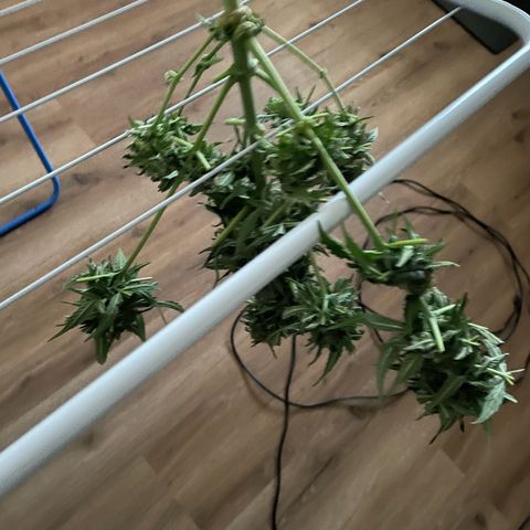 SAUL SILVER growlog timeline photo