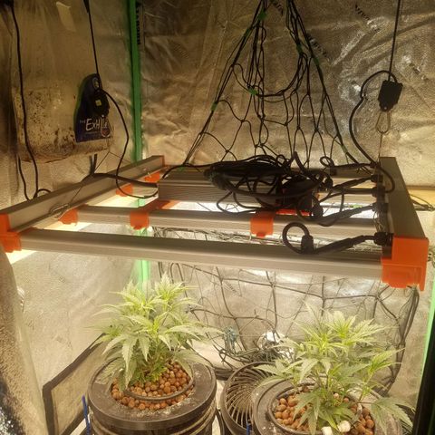 White Widow 3rd grow 2nd generation left plant  growlog timeline photo