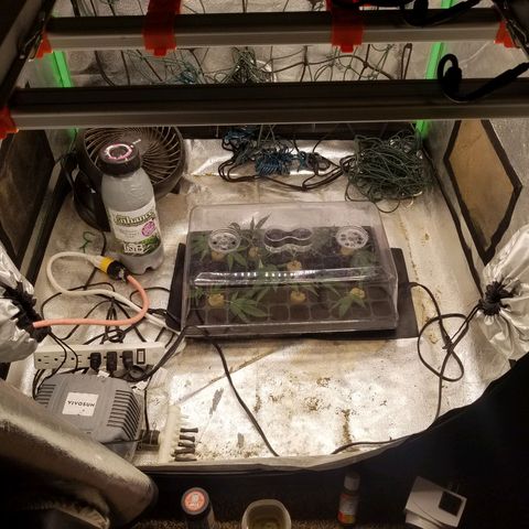 White Widow 3rd grow 2nd generation left plant  growlog timeline photo