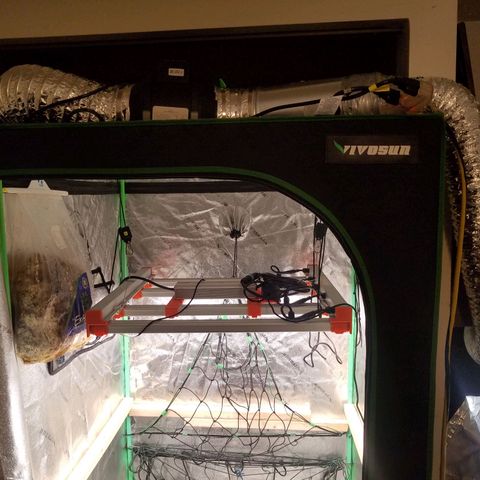White Widow 3rd grow 2nd generation left plant  growlog timeline photo