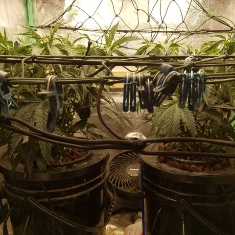 White Widow 3rd grow 2nd generation left plant  growlog photo: Started to train plant were 15" and net is 10" above pot