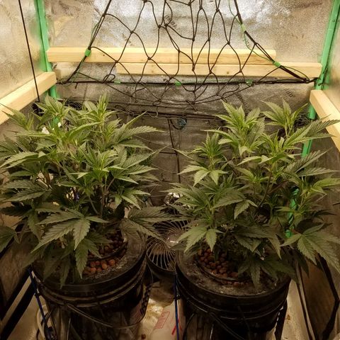 White Widow 3rd grow 2nd generation left plant  growlog photo: Started to train plant were 15" and net is 10" above pot
