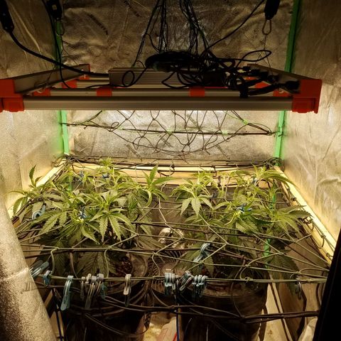 White Widow 3rd grow 2nd generation left plant  growlog photo: Started to train plant were 15" and net is 10" above pot