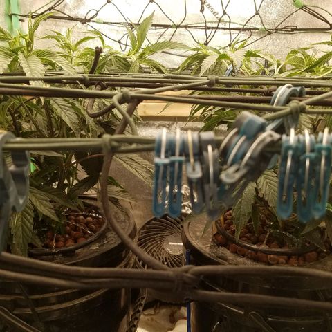 White Widow 3rd grow 2nd generation left plant  growlog photo: Started to train plant were 15" and net is 10" above pot