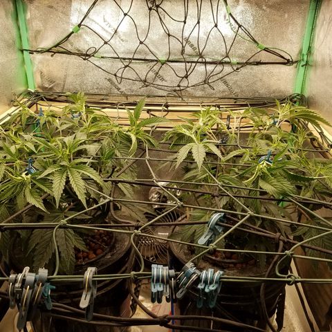 White Widow 3rd grow 2nd generation left plant  growlog photo: Started to train plant were 15" and net is 10" above pot