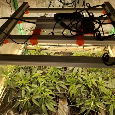 White Widow 3rd grow 2nd generation left plant  growlog photo: Trained 2nd time growing at least 2" a day