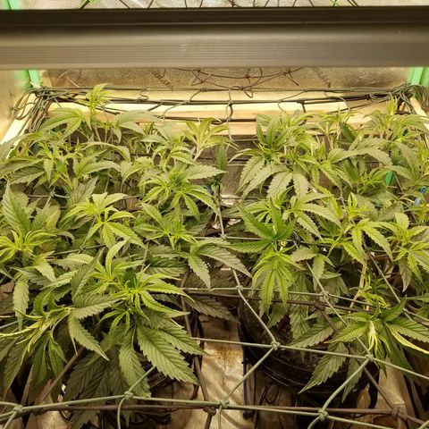 White Widow 3rd grow 2nd generation left plant  growlog photo: Trained 2nd time growing at least 2" a day