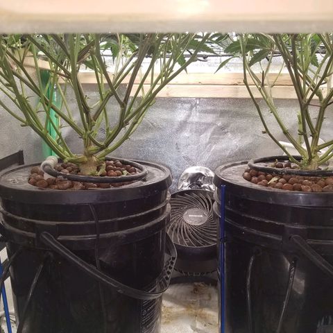 White Widow 3rd grow 2nd generation left plant  growlog photo: Trained 4 times and lollipoped getting ready to flower