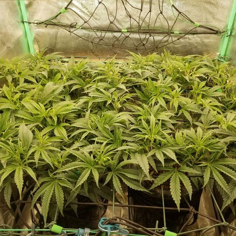 White Widow 3rd grow 2nd generation left plant  growlog photo: Trained 4 times and lollipoped getting ready to flower