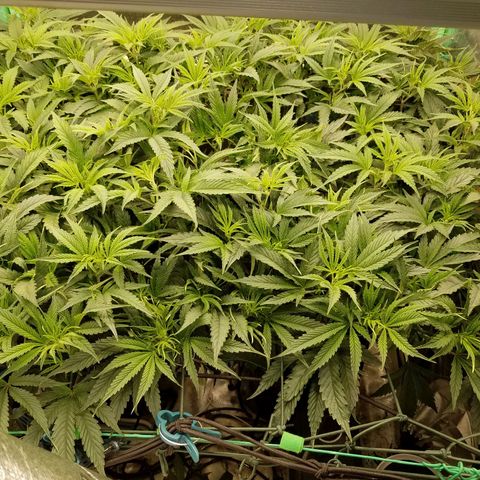 White Widow 3rd grow 2nd generation left plant  growlog photo: Before and after training o