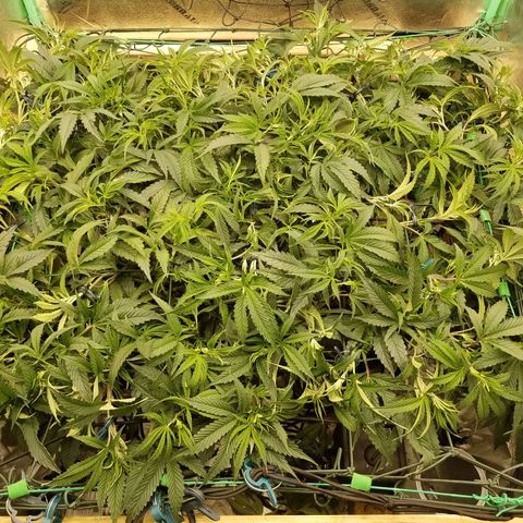 White Widow 3rd grow 2nd generation left plant  growlog photo: Before and after training o