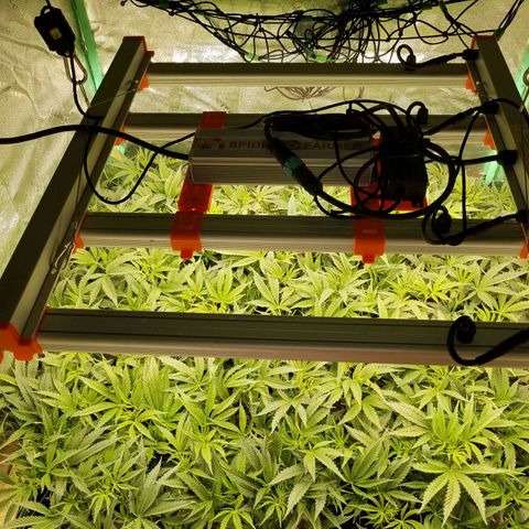 White Widow 3rd grow 2nd generation left plant  growlog photo: One week flowering 1100 ppm 