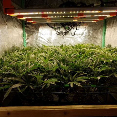 White Widow 3rd grow 2nd generation left plant  growlog photo: One week flowering 1100 ppm 