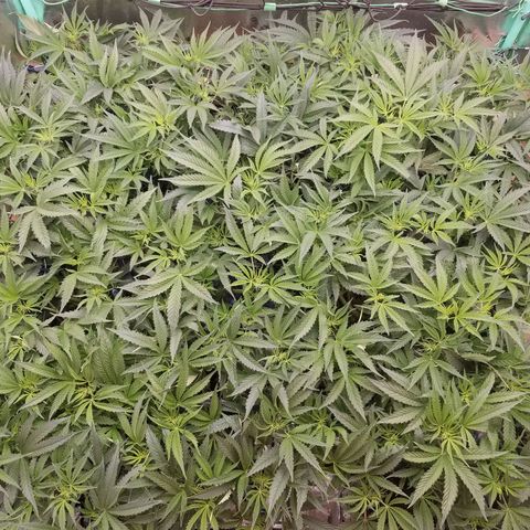 White Widow 3rd grow 2nd generation left plant  growlog photo: One week flowering 1100 ppm 