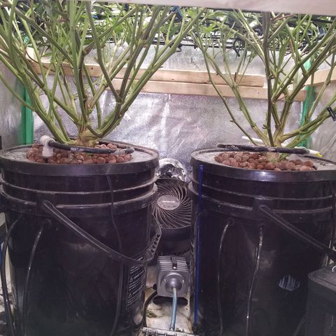White Widow 3rd grow 2nd generation left plant  growlog photo: One week flowering 1100 ppm 