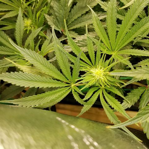 White Widow 3rd grow 2nd generation left plant  growlog photo: 2nd week flowering 1100ppm