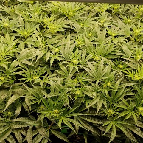 White Widow 3rd grow 2nd generation left plant  growlog photo: 2nd week flowering 1100ppm