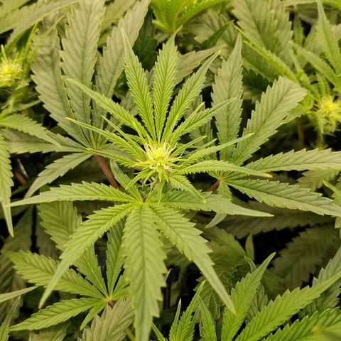 White Widow 3rd grow 2nd generation left plant  growlog photo: 2nd week flowering 1100ppm