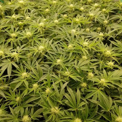 White Widow 3rd grow 2nd generation left plant  growlog photo: 3rd week flowering 1100ppm put in 2nd net and have no training or defoliation 