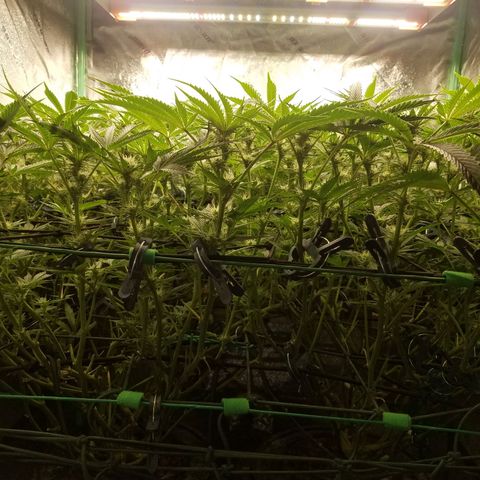 White Widow 3rd grow 2nd generation left plant  growlog photo: 3rd week flowering 1100ppm put in 2nd net and have no training or defoliation 