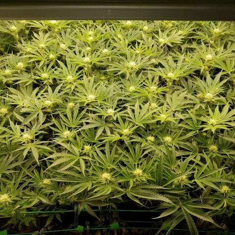 White Widow 3rd grow 2nd generation left plant  growlog photo: 3rd week flowering 1100ppm put in 2nd net and have no training or defoliation 