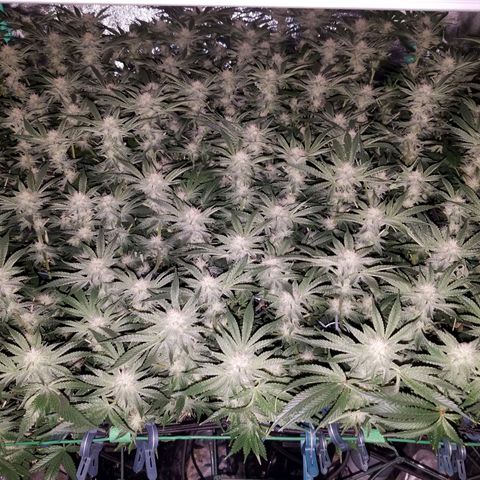 White Widow 3rd grow 2nd generation left plant  growlog photo:  4th week 1200ppm No more training but last week heavy defoliation 