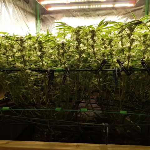 White Widow 3rd grow 2nd generation left plant  growlog photo:  4th week 1200ppm No more training but last week heavy defoliation 