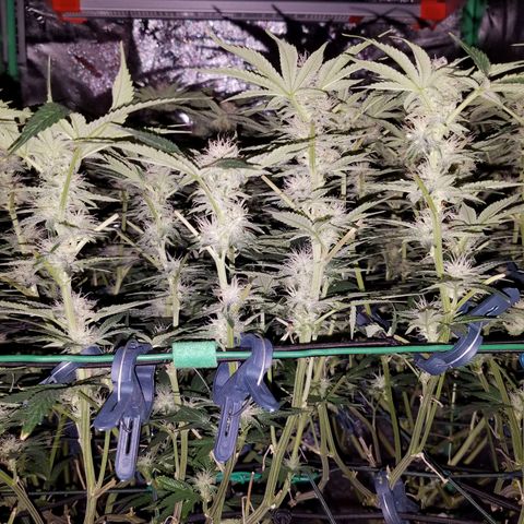White Widow 3rd grow 2nd generation left plant  growlog photo:  4th week 1200ppm No more training but last week heavy defoliation 
