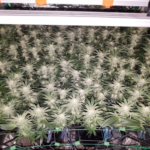 White Widow 3rd grow 2nd generation left plant  growlog photo:  4th week 1200ppm No more training but last week heavy defoliation 