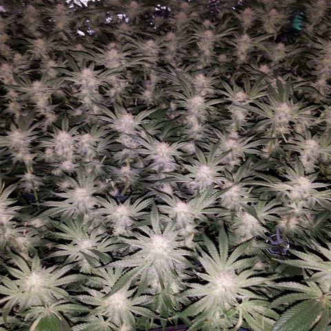 White Widow 3rd grow 2nd generation left plant  growlog photo:  4th week 1200ppm No more training but last week heavy defoliation 