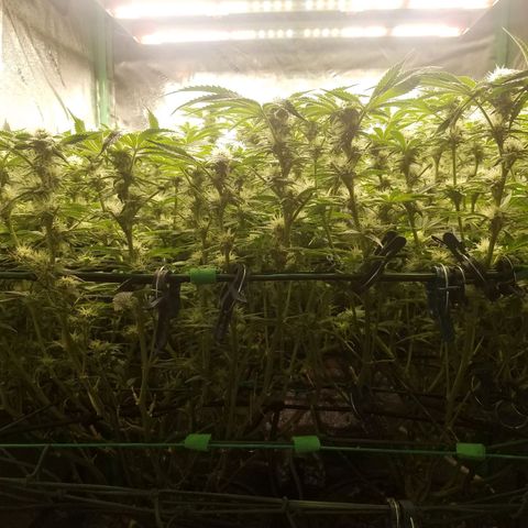 White Widow 3rd grow 2nd generation left plant  growlog photo:  4th week 1200ppm No more training but last week heavy defoliation 