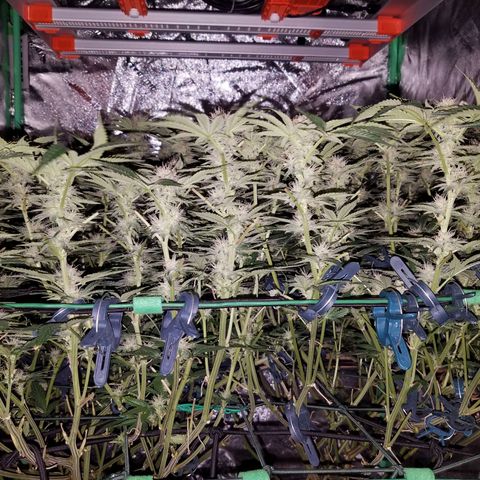 White Widow 3rd grow 2nd generation left plant  growlog photo:  4th week 1200ppm No more training but last week heavy defoliation 