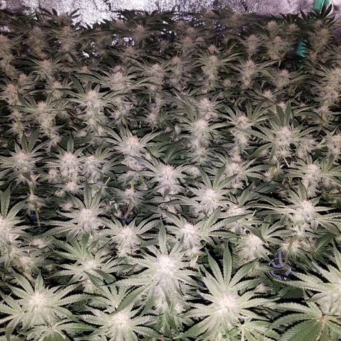 White Widow 3rd grow 2nd generation left plant  growlog photo:  4th week 1200ppm No more training but last week heavy defoliation 