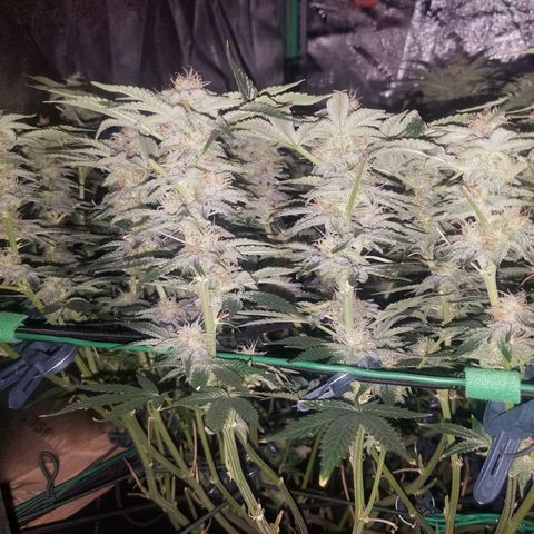 White Widow 3rd grow 2nd generation left plant  growlog photo: 6th week flowering no training or defoliation 1200ppm right plant is smaller 