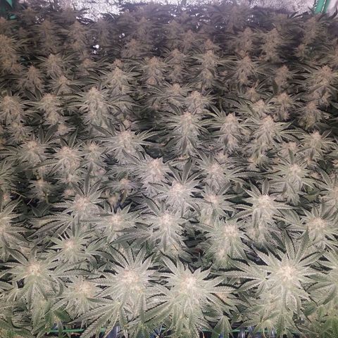 White Widow 3rd grow 2nd generation left plant  growlog photo: 6th week flowering no training or defoliation 1200ppm right plant is smaller 