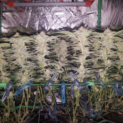 White Widow 3rd grow 2nd generation left plant  growlog photo: 6th week flowering no training or defoliation 1200ppm right plant is smaller 