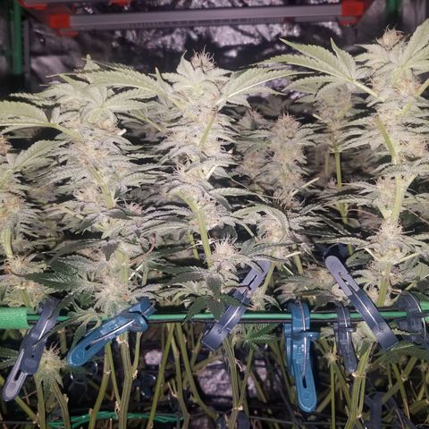 White Widow 3rd grow 2nd generation left plant  growlog photo: 6th week flowering no training or defoliation 1200ppm right plant is smaller 