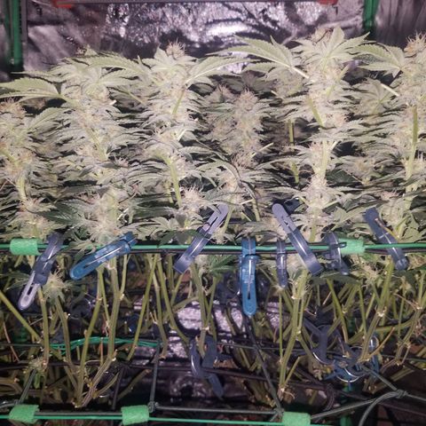 White Widow 3rd grow 2nd generation left plant  growlog photo: 6th week flowering no training or defoliation 1200ppm right plant is smaller 