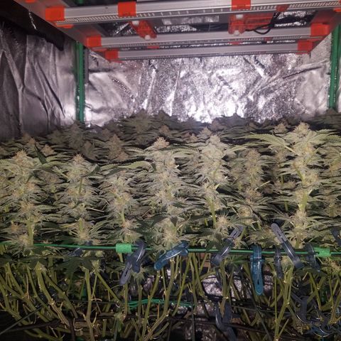 White Widow 3rd grow 2nd generation left plant  growlog photo: 6th week flowering no training or defoliation 1200ppm right plant is smaller 