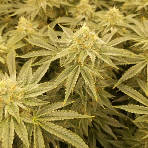 White Widow 3rd grow 2nd generation left plant  growlog timeline photo