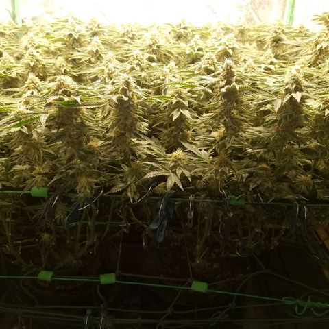 White Widow 3rd grow 2nd generation left plant  growlog timeline photo